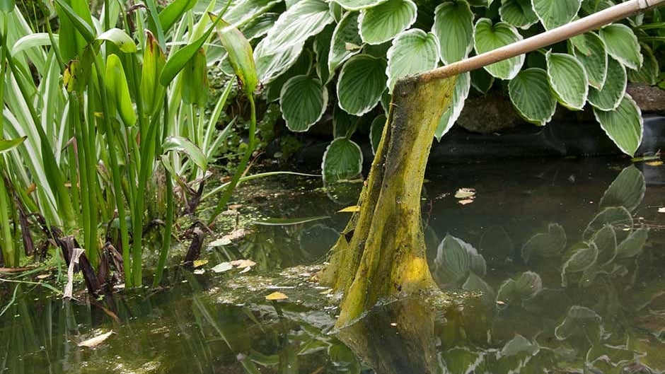 Dirty pond