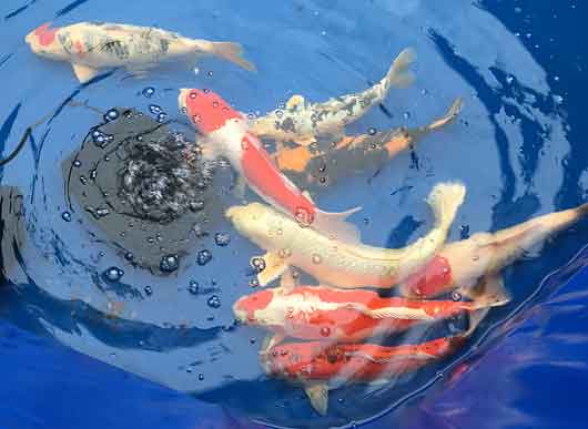 Koi in tank